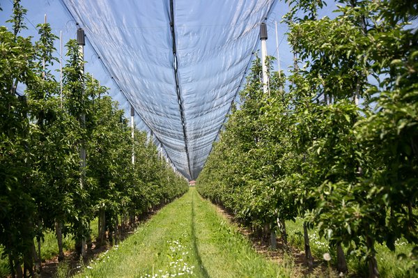 ¿Cuáles son los mejores alimentos para reducir los dolores inflamatorios?